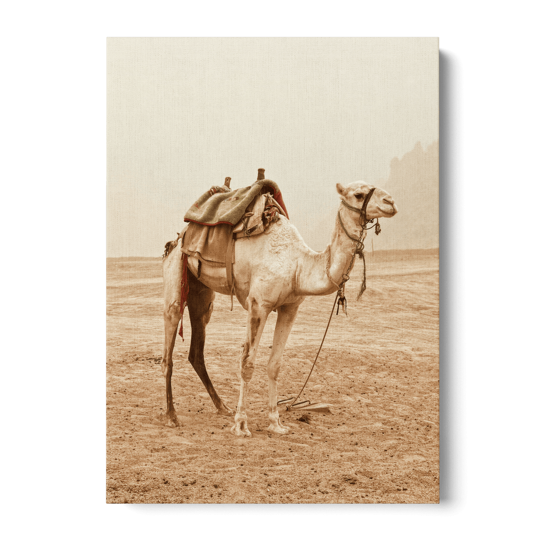 Camel In The Desert Canvas