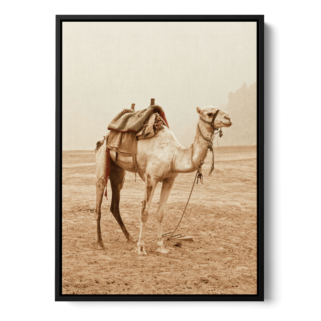 Camel In The Desert Canvas
