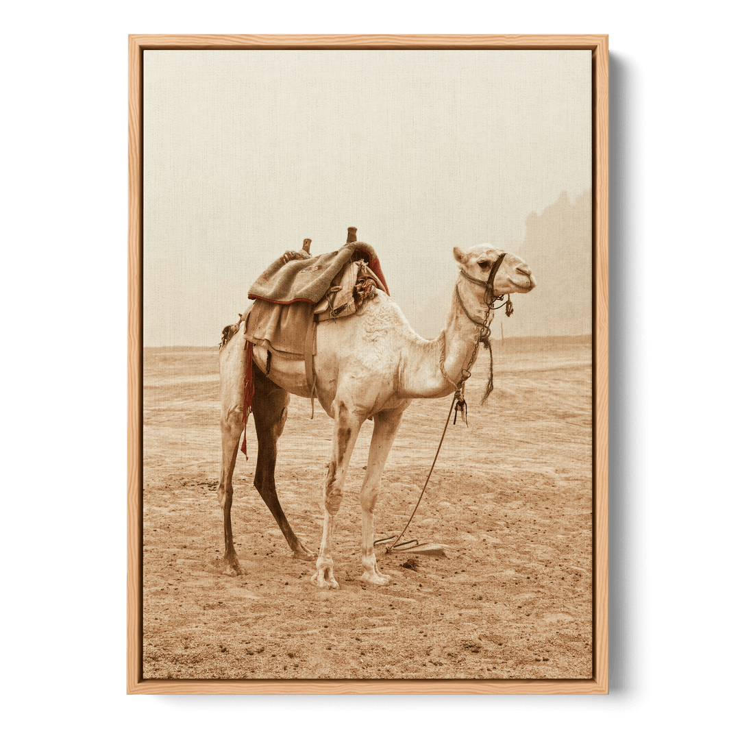 Camel In The Desert Canvas