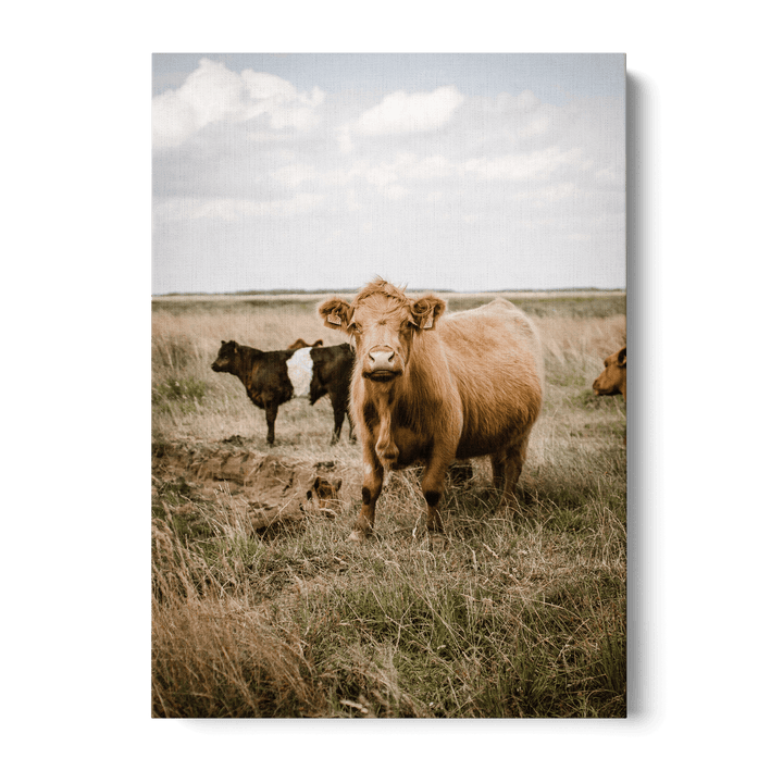 Cattle In The Field Canvas