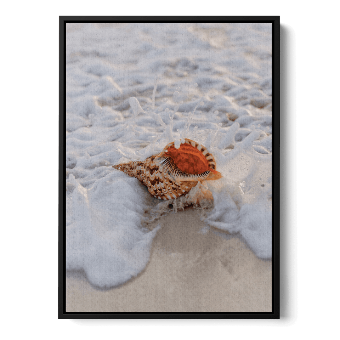 Conch On The Beach Canvas