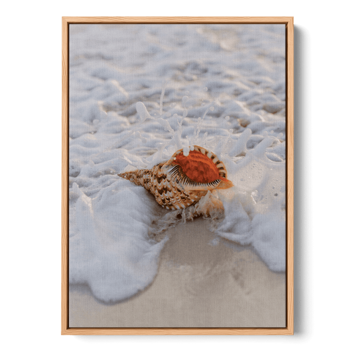 Conch On The Beach Canvas