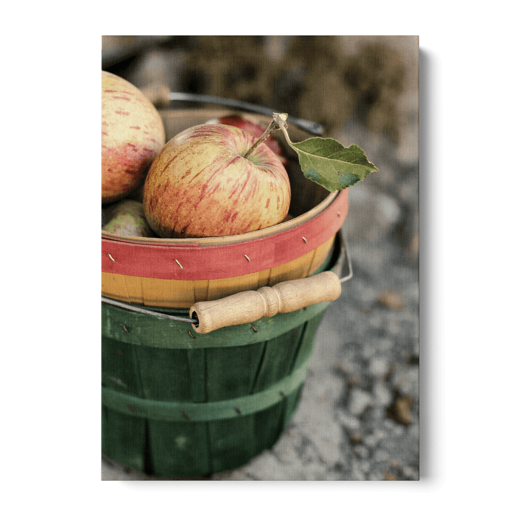 Freshly Picked Apples Canvas