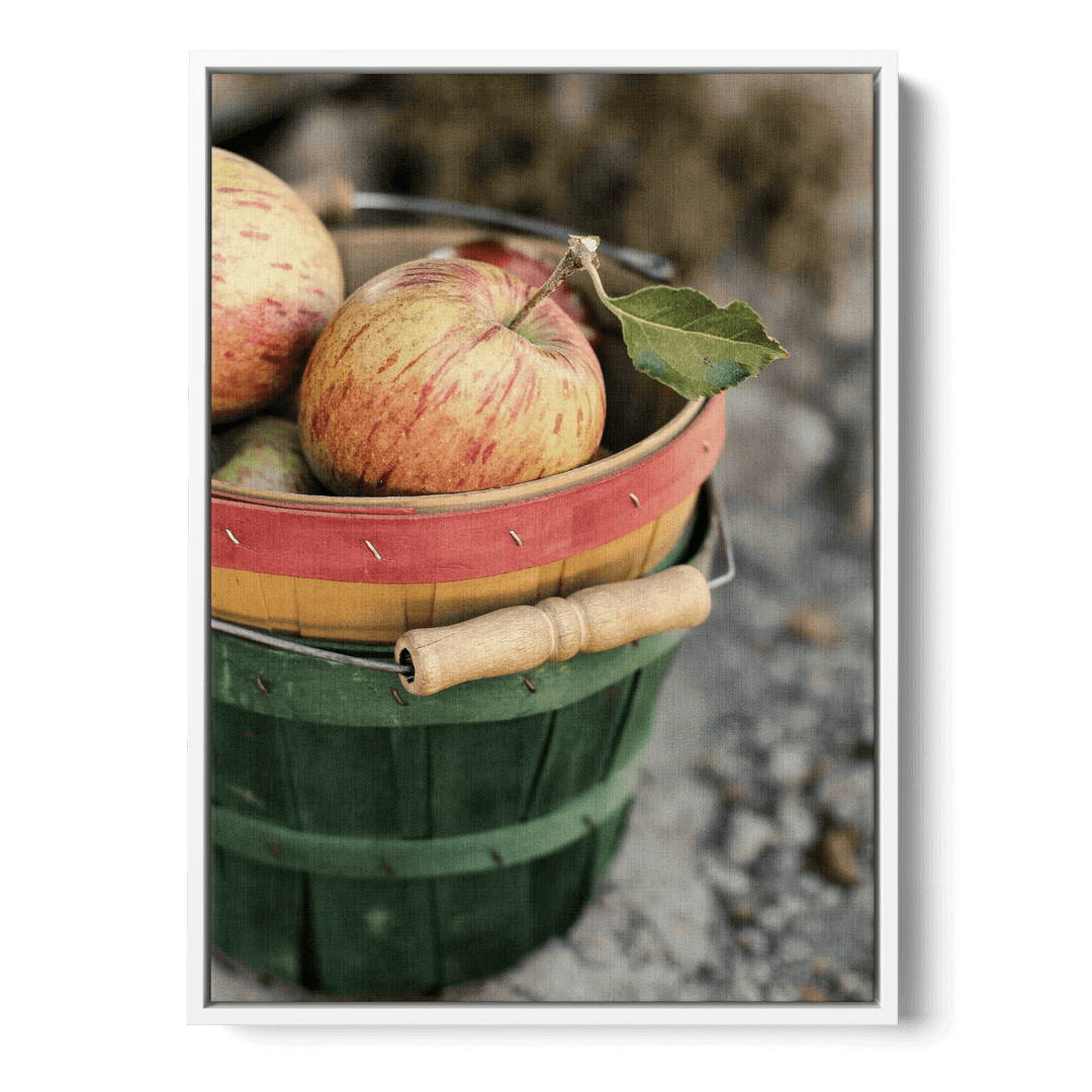 Freshly Picked Apples Canvas