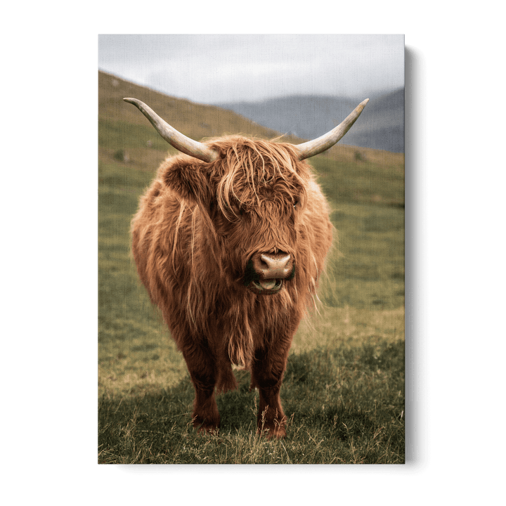 Highland Cattle On Field Canvas