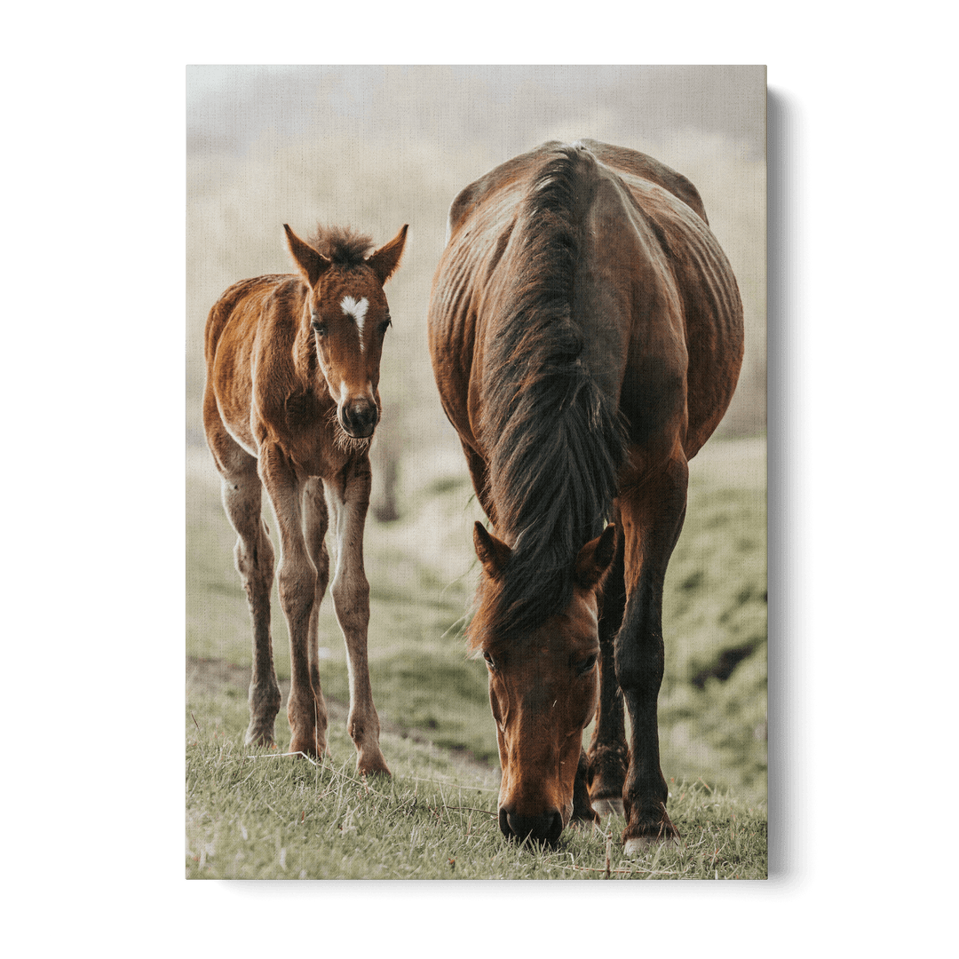 Horse And Foal Canvas