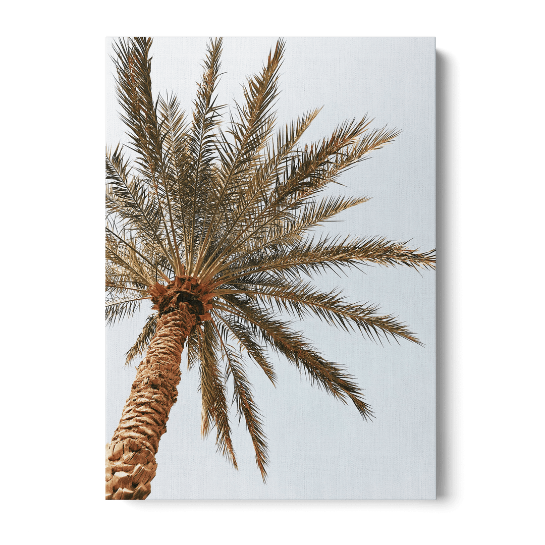 Palm Tree Seen From Below Canvas