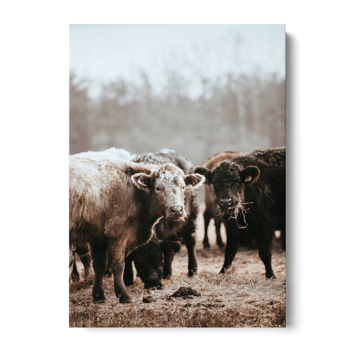 Staring Cows Canvas