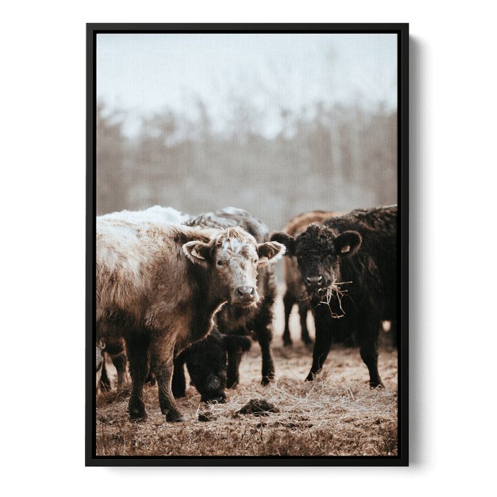Staring Cows Canvas