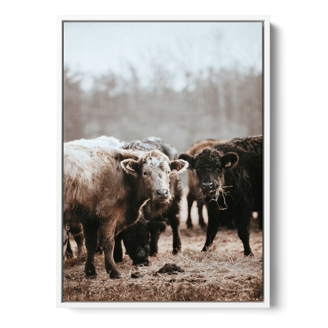 Staring Cows Canvas