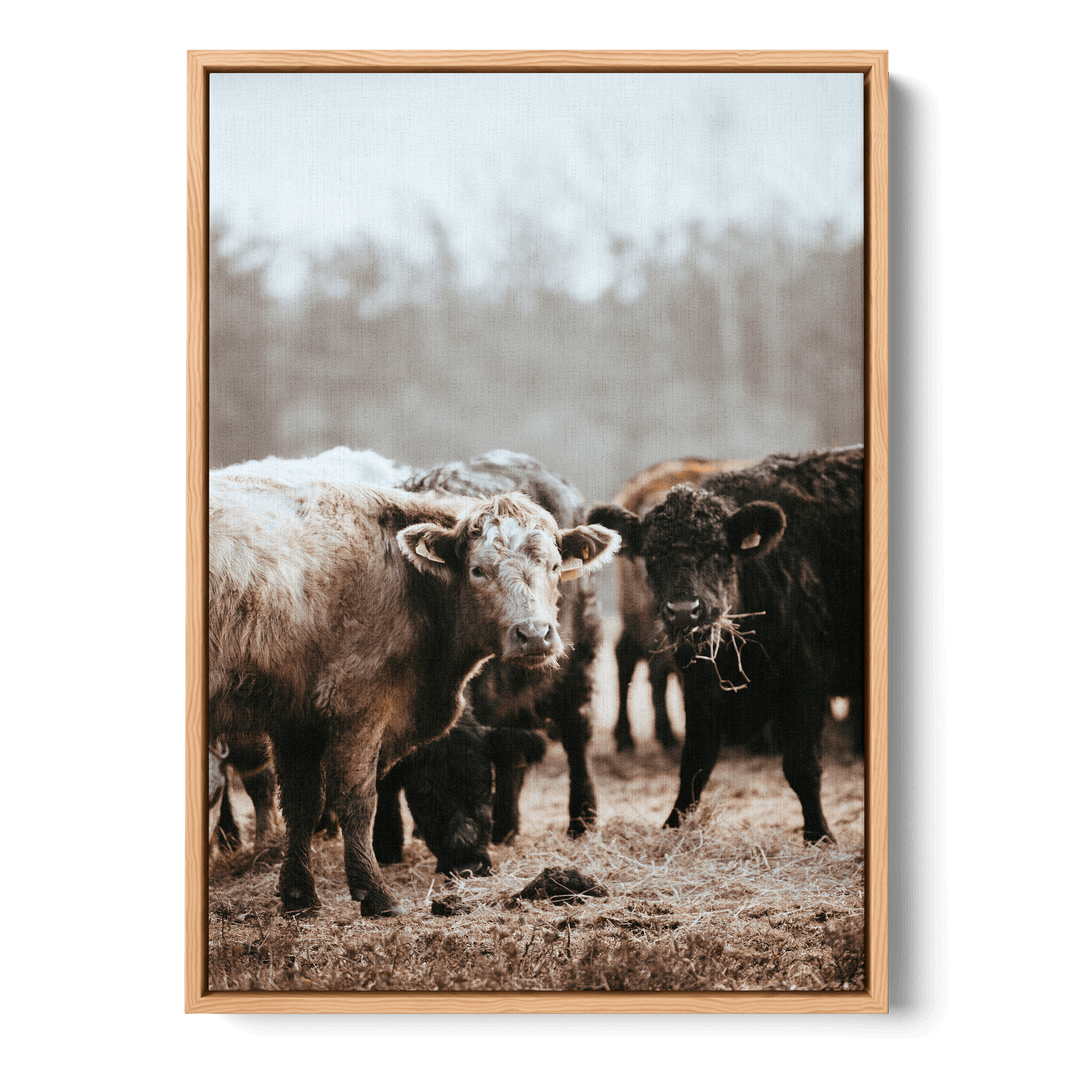 Staring Cows Canvas