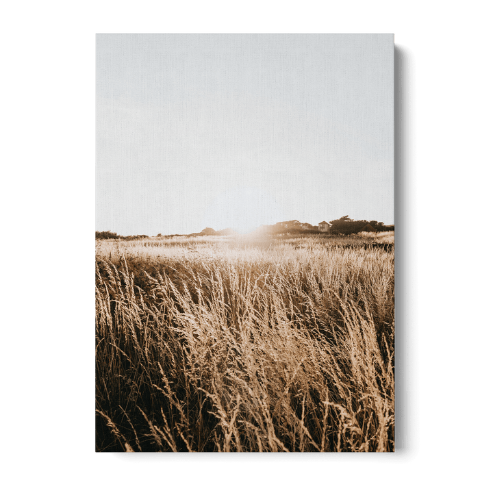 Sunshine In The Field Canvas
