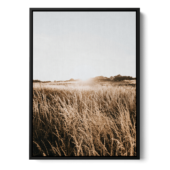 Sunshine In The Field Canvas