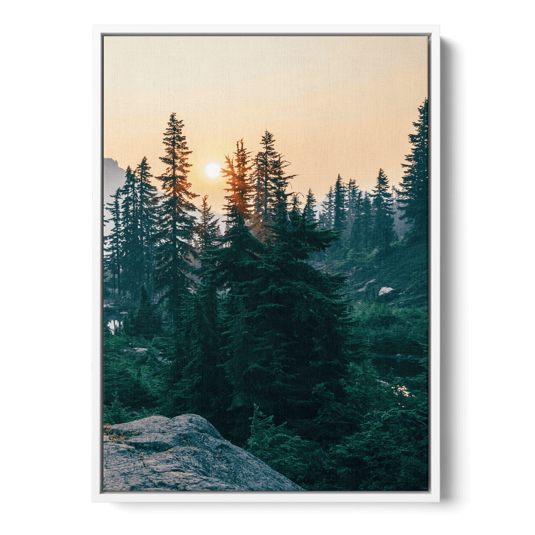 Sunshine In The Woods Canvas