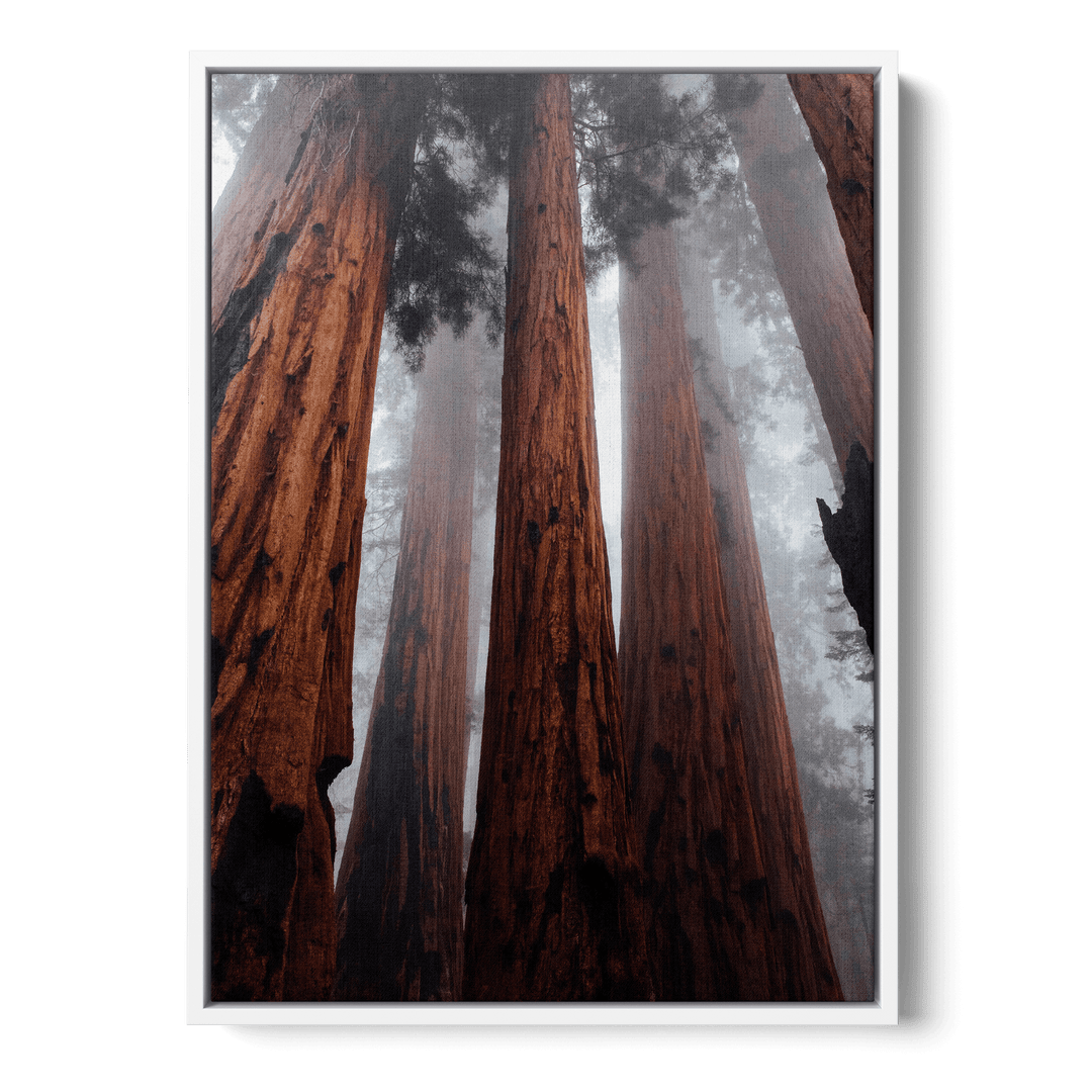 The Trees In The Forest Canvas