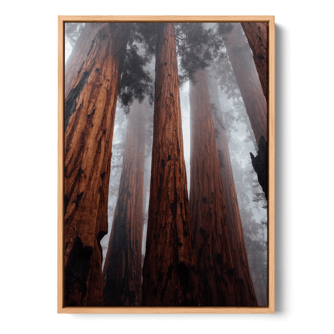 The Trees In The Forest Canvas