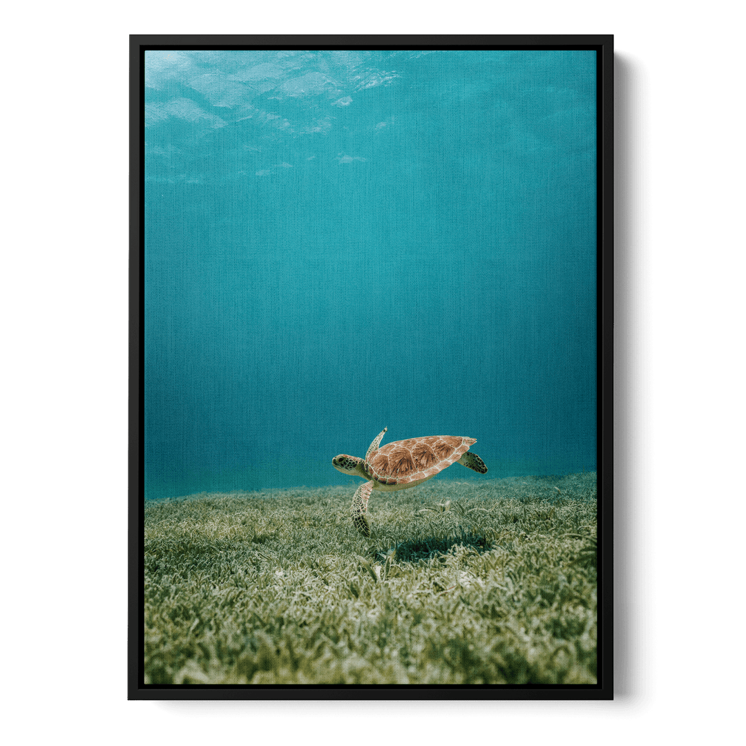 Turtle Underwater Canvas