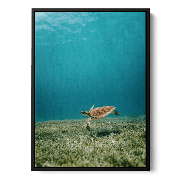 Turtle Underwater Canvas