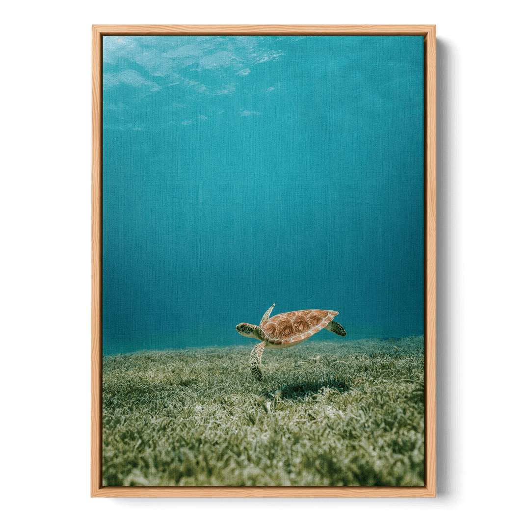 Turtle Underwater Canvas