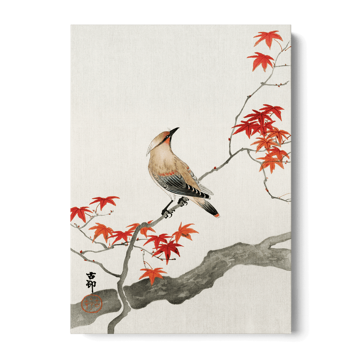 Ohara Koson - Plague Bird On Maple Canvas