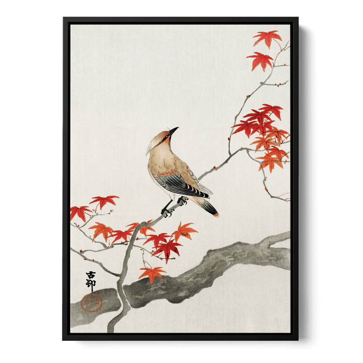 Ohara Koson - Plague Bird On Maple Canvas