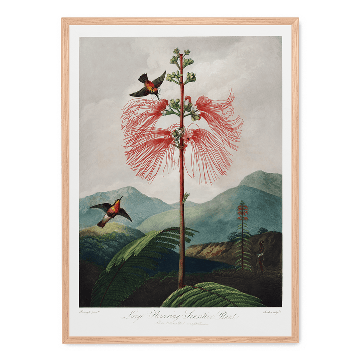 Large Flowering Sensitive Plant