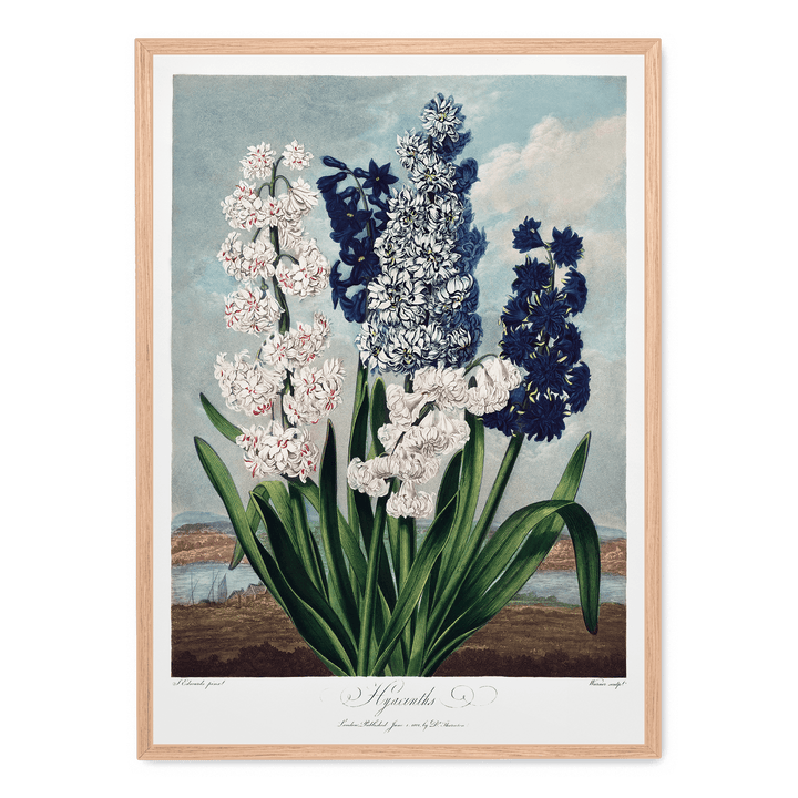 Hyacinths