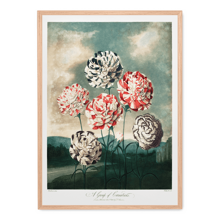 A Group Of Carnations