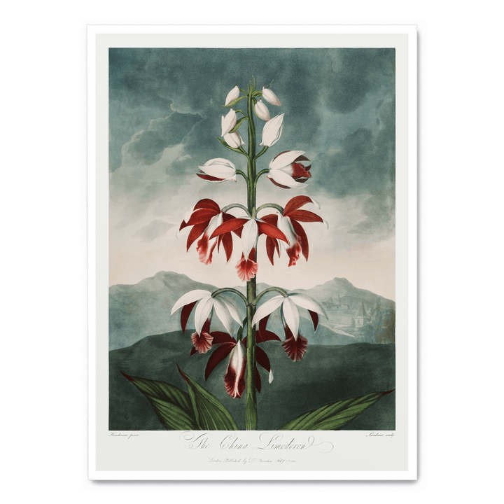 The Chinese Limodoron