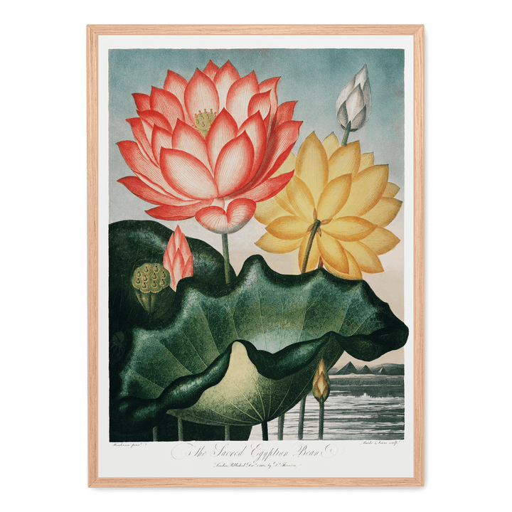 The Sacred Egyptian Bean