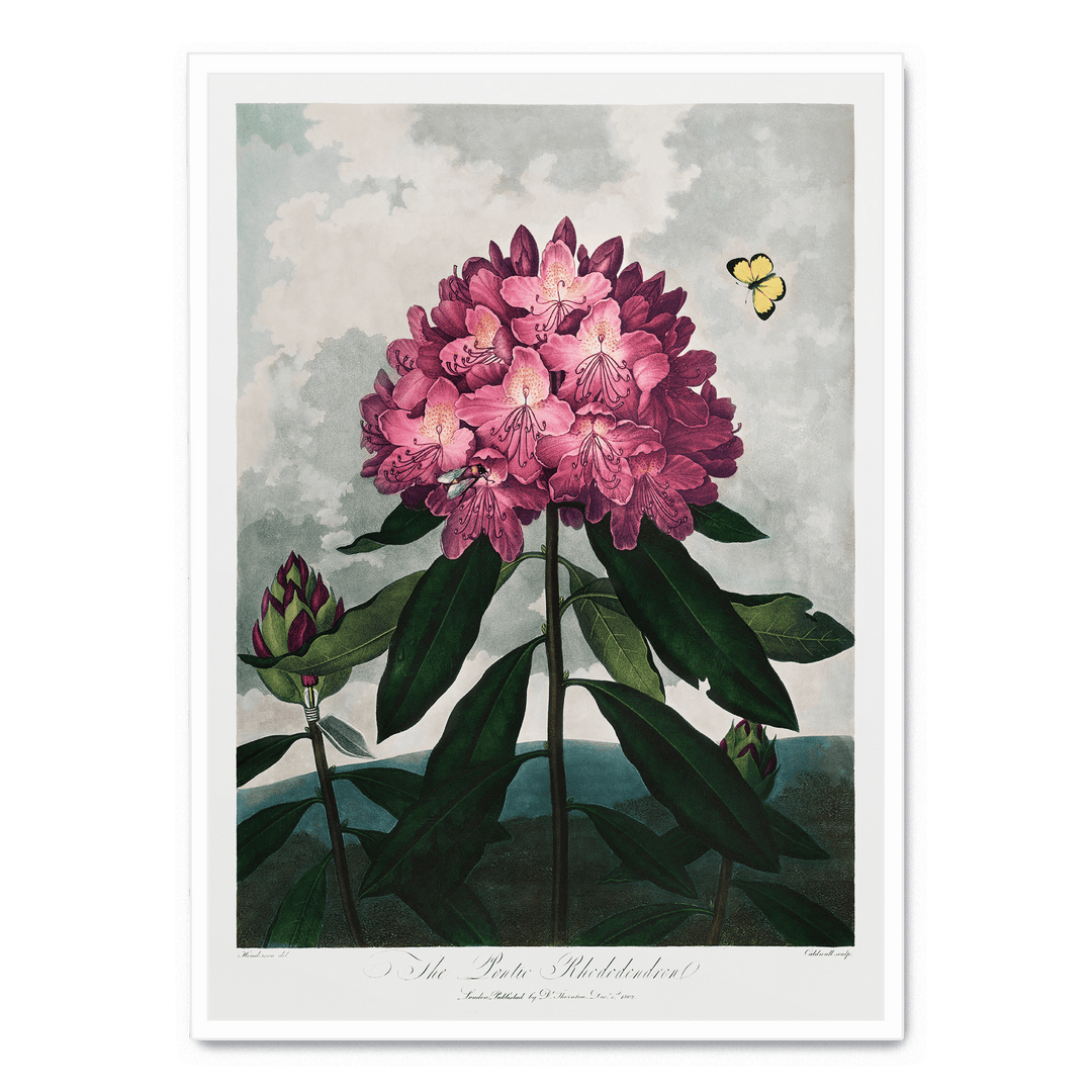 The Pontic Rhododendron