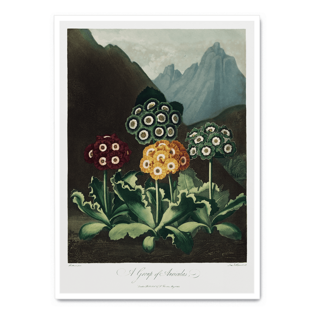 A Group Of Auriculas