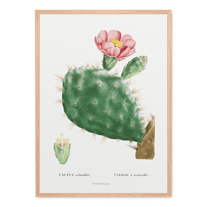 Cactus Cochenillifer