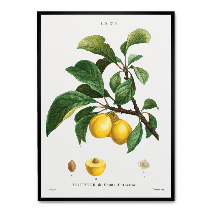 Prunier De Sainte-Catherine