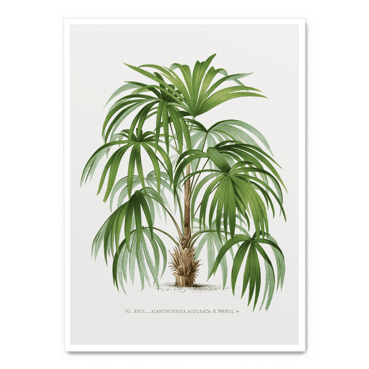 Vintage Palm Tree