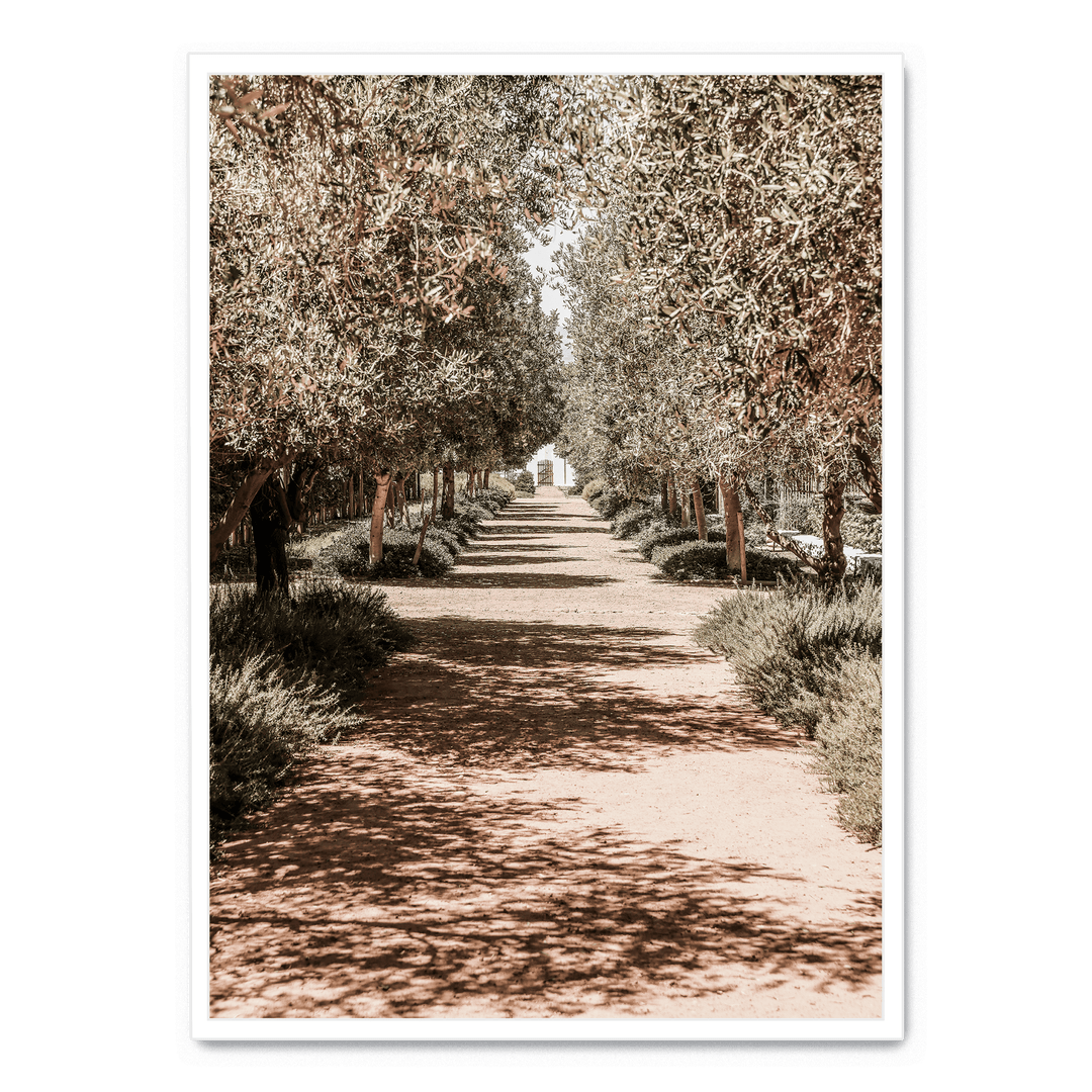 Serene Tree Lined Path