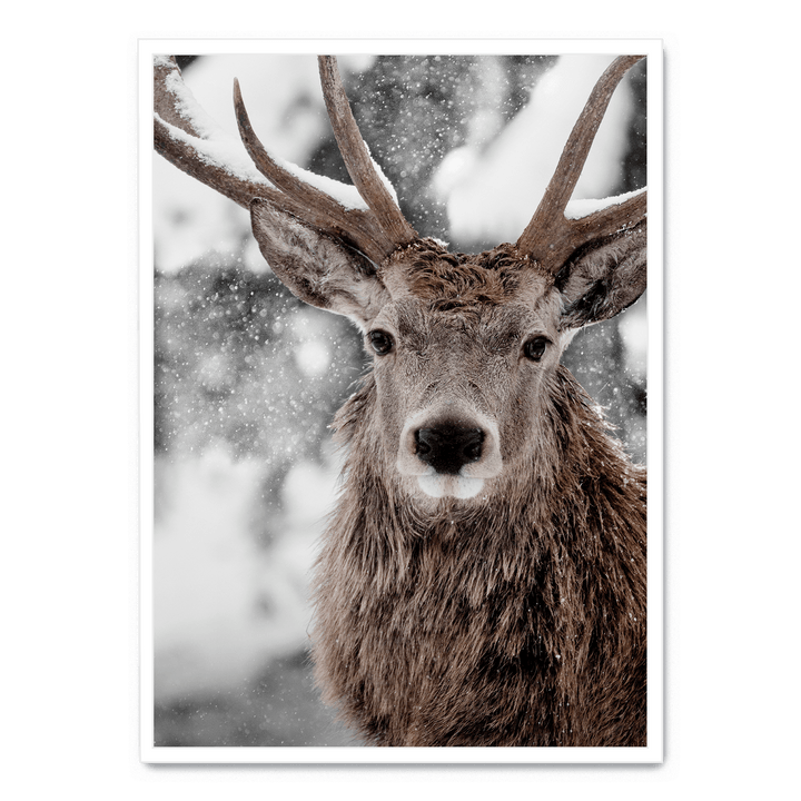 Winter Stag