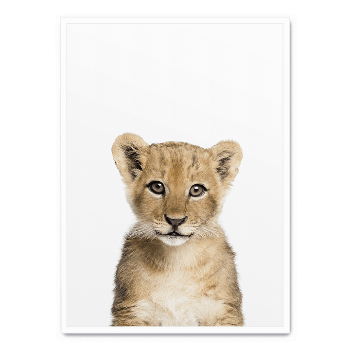 Baby Lion