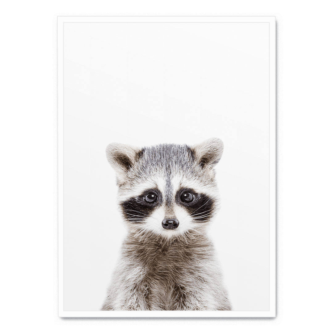 Baby Racoon