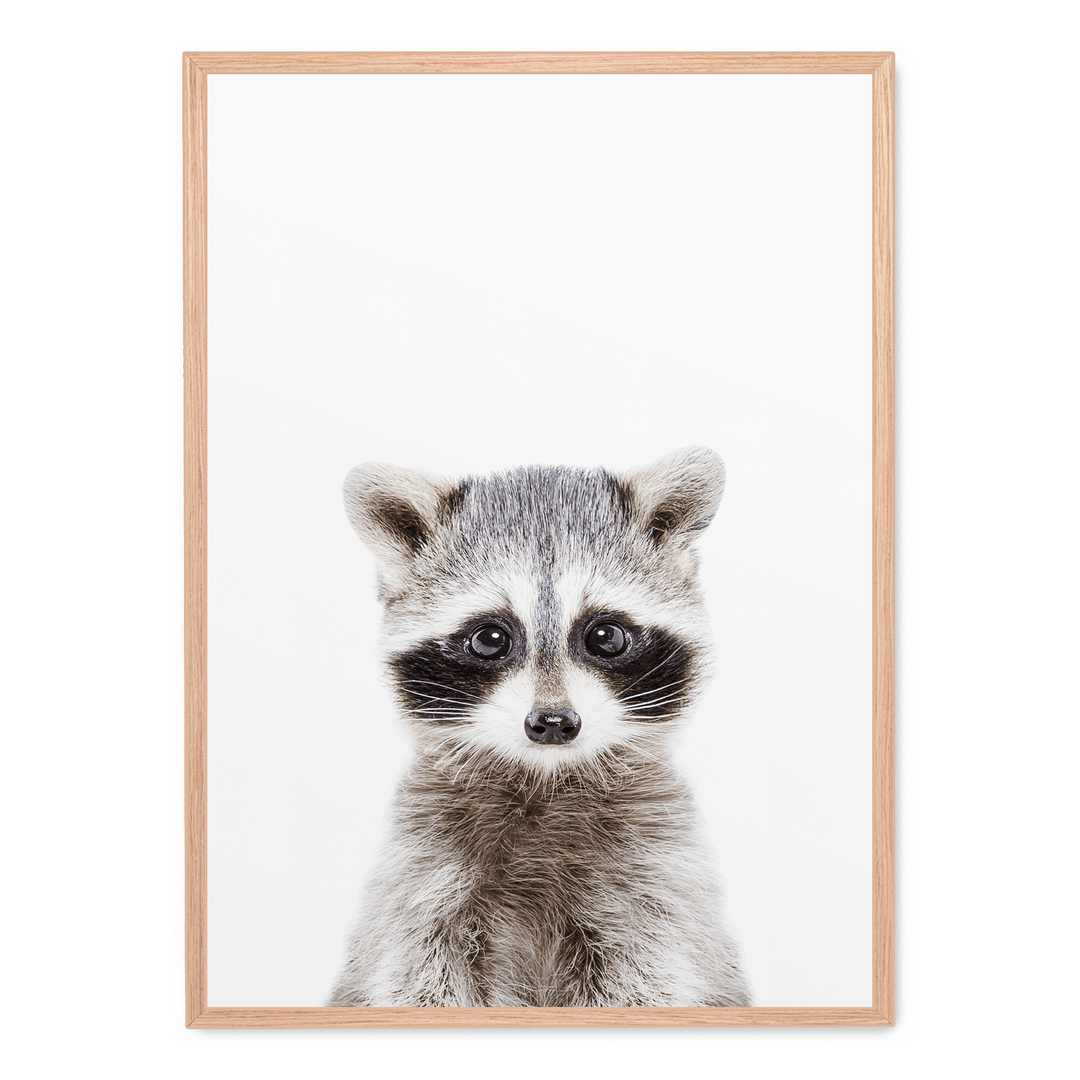 Baby Racoon
