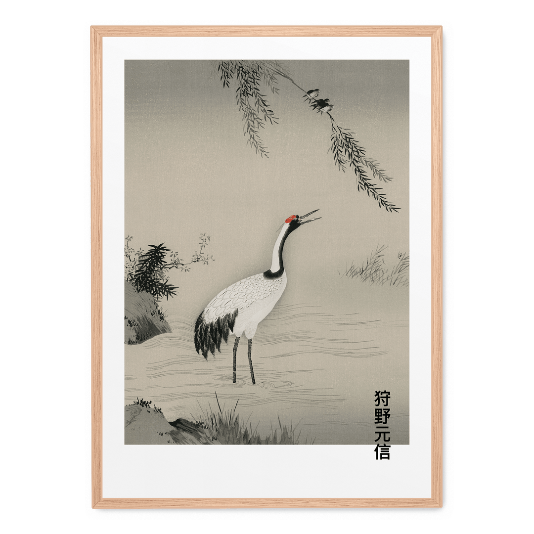 Japanese Crane In Water