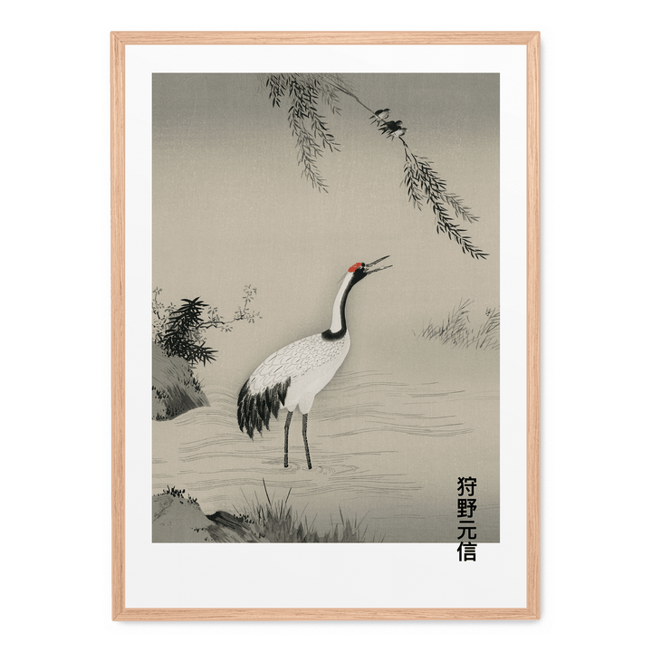 Japanese Crane In Water