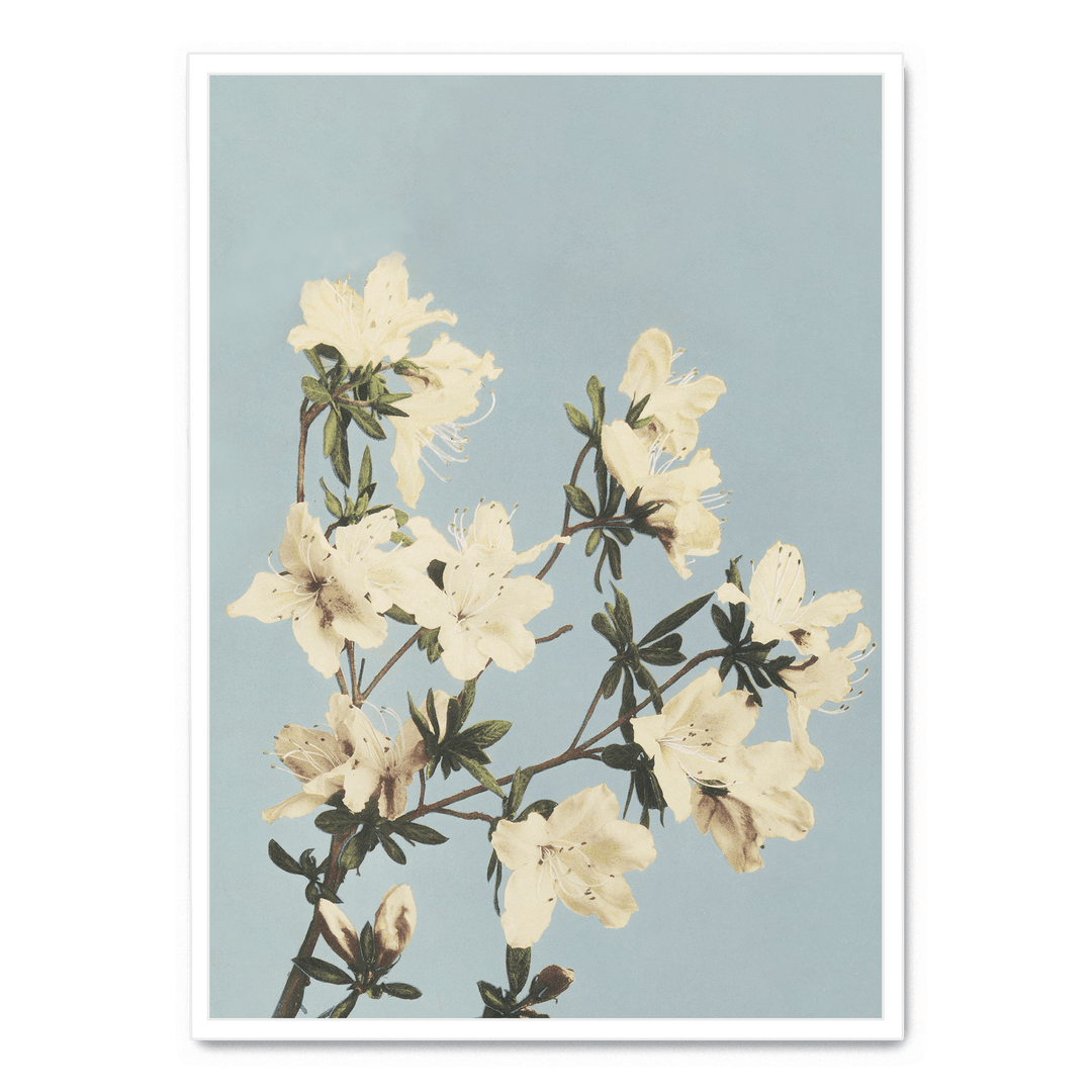 Ogawa Kazumasa - Japanese Azaleas