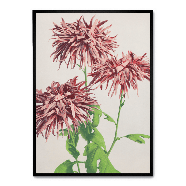 Ogawa Kazumasa - Pink Chrysanthemum