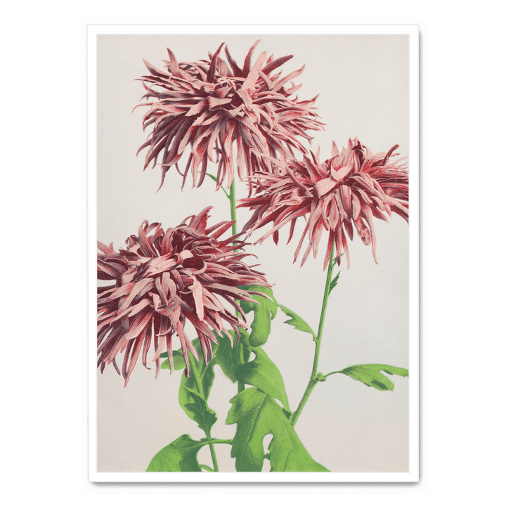 Ogawa Kazumasa - Pink Chrysanthemum