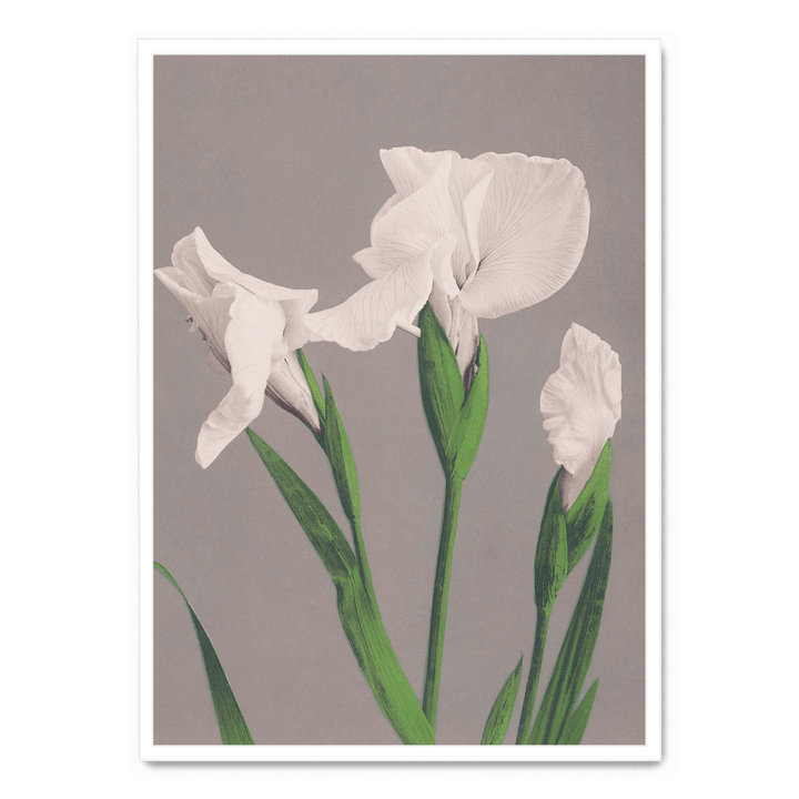 Ogawa Kazumasa - White Irises