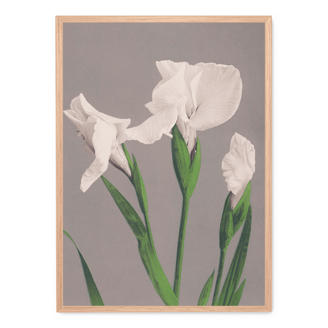 Ogawa Kazumasa - White Irises
