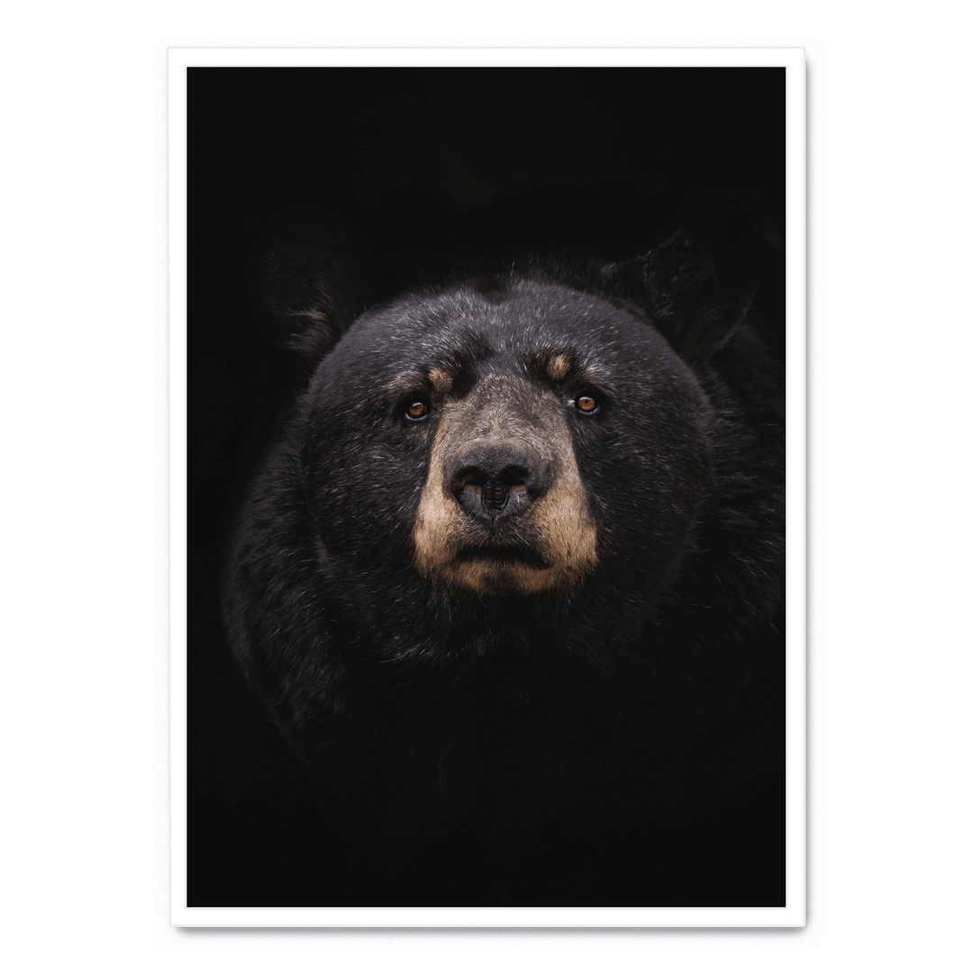Black Bear
