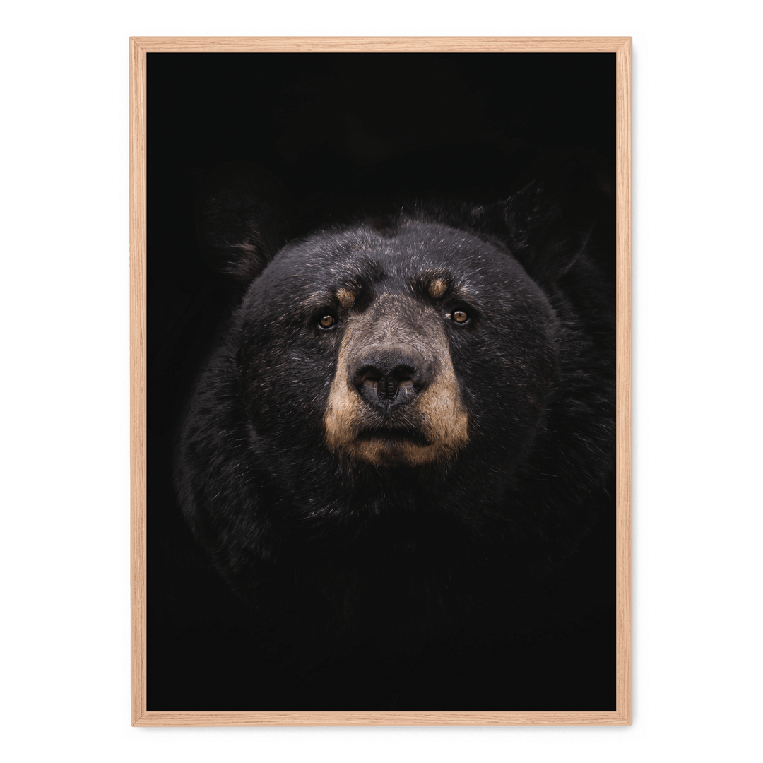 Black Bear