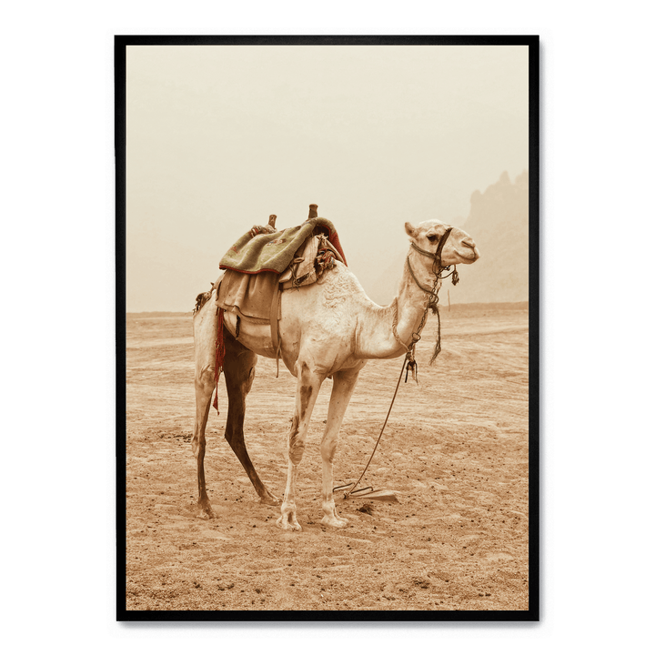 Camel In The Desert